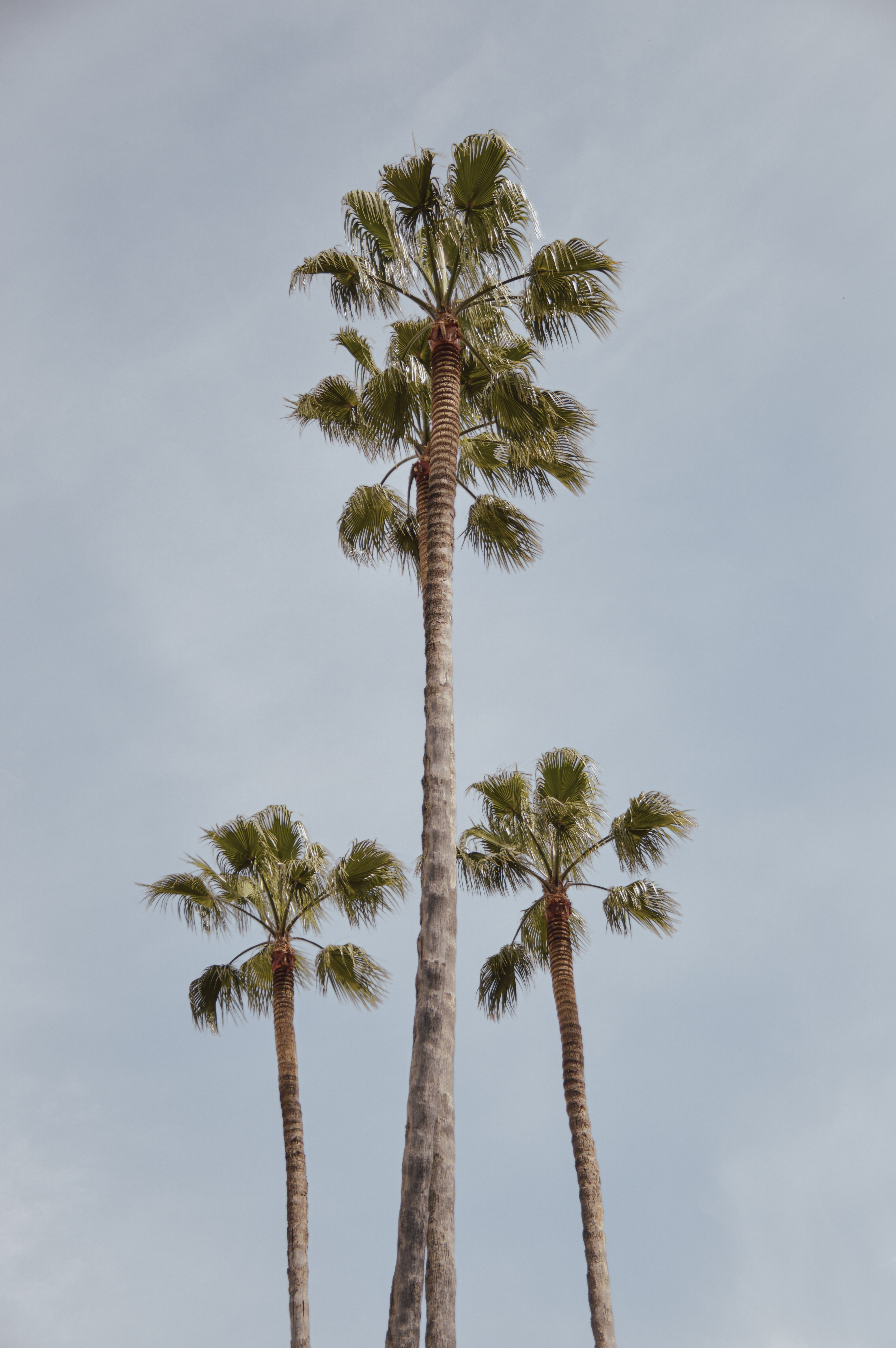 Three Little Trees